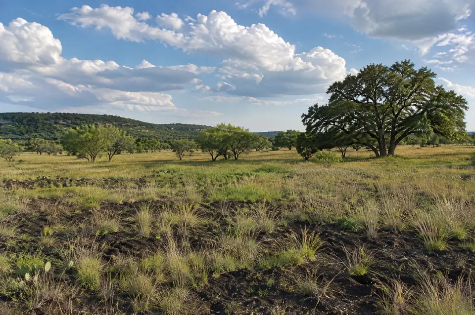 Blackland prairie east of New Braunfels with dark clay soil, mesquite and a live oak motte