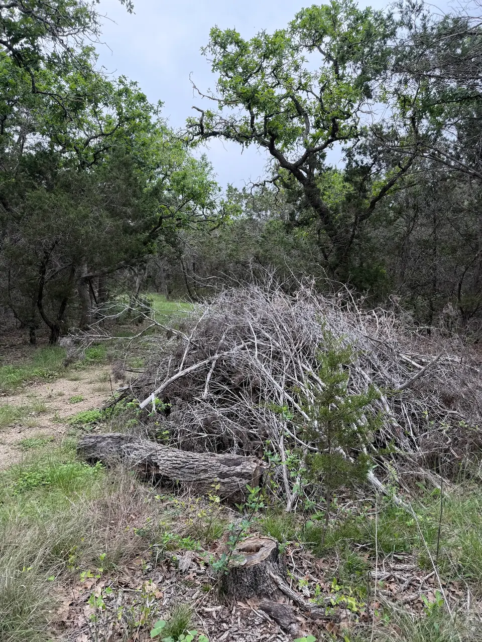 Brush pile and dead wood under the trees on a Spring Branch ranch before clearing