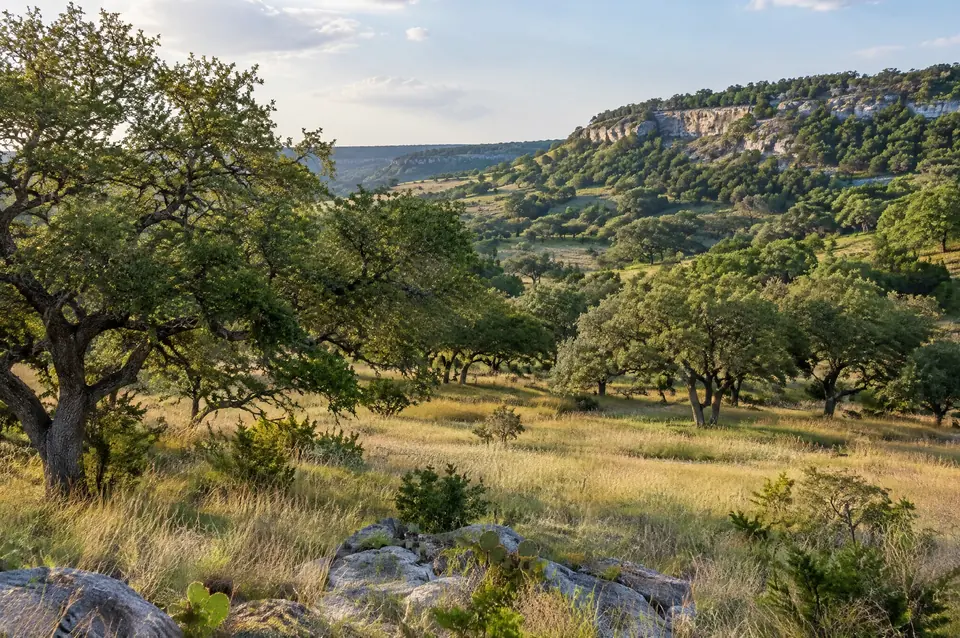 Bulverde-area valley with spreading live oaks in tall grass below a cedar ridge
