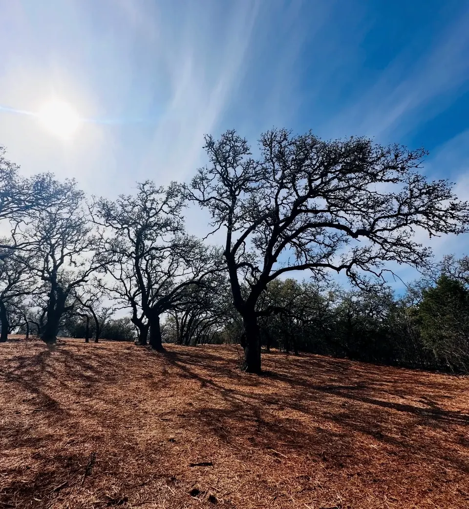 Cleared commercial ground under large oaks
