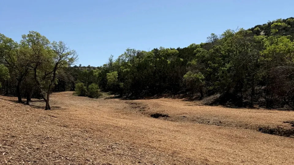 Cleared, mulched ground running to the tree line