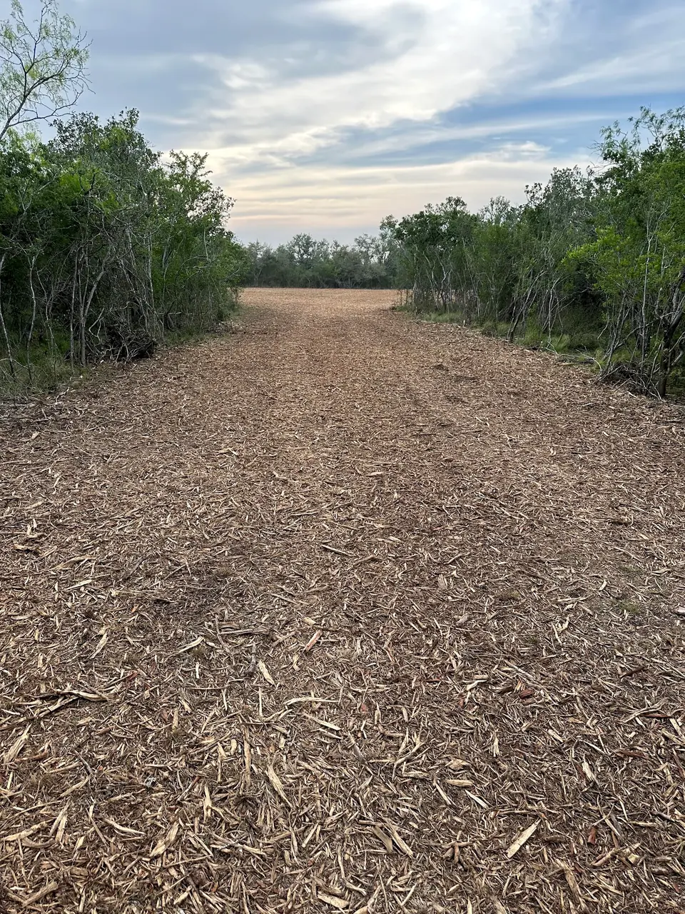 Cleared survey line running through thick woods