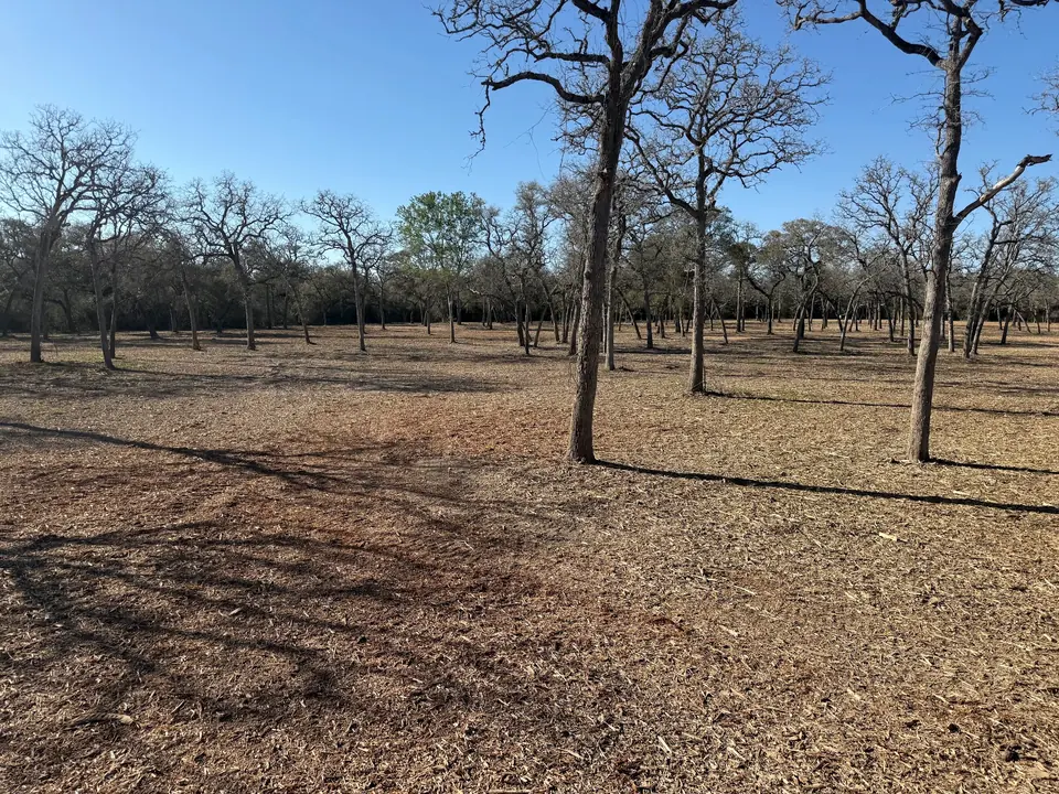 Clearing under scattered trees with an even layer of mulch