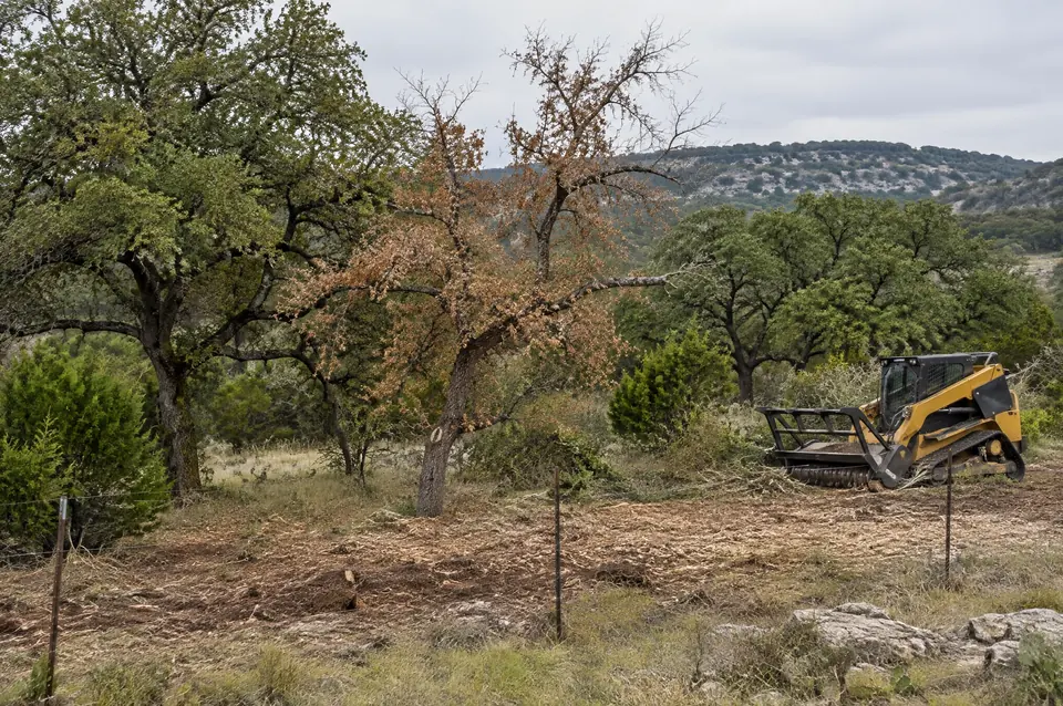 Cedar clearing for ranchers: dying oak among healthy oaks on a ranch, mulcher at the cleared fence line