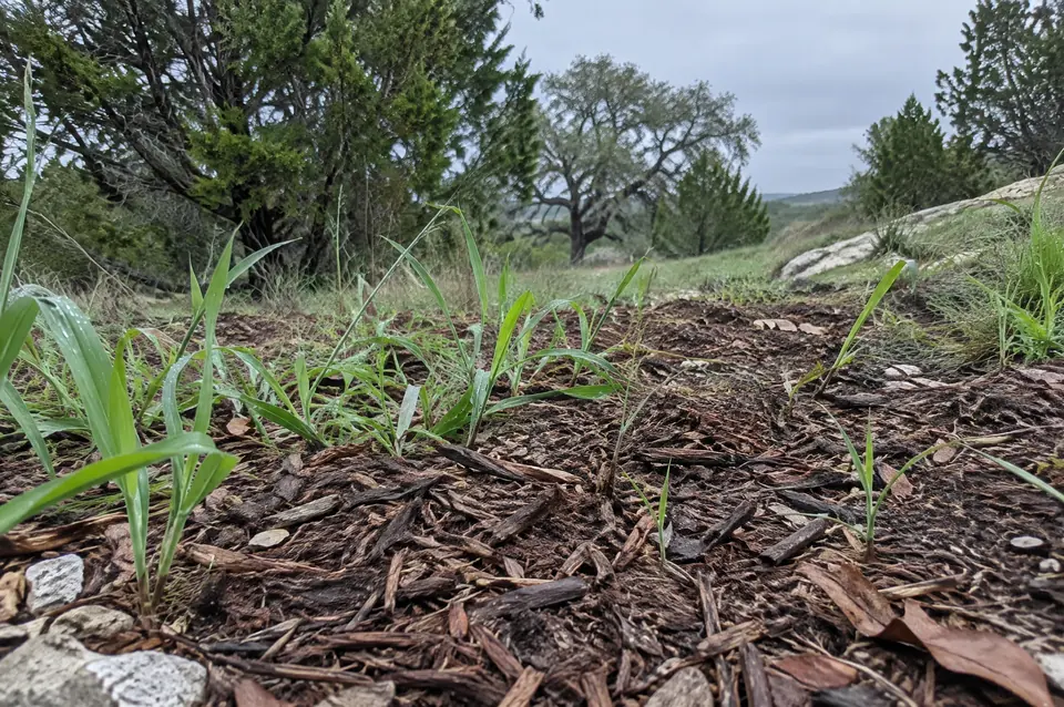 Camp county land clearing: fine forestry mulch over intact soil with grass pushing through