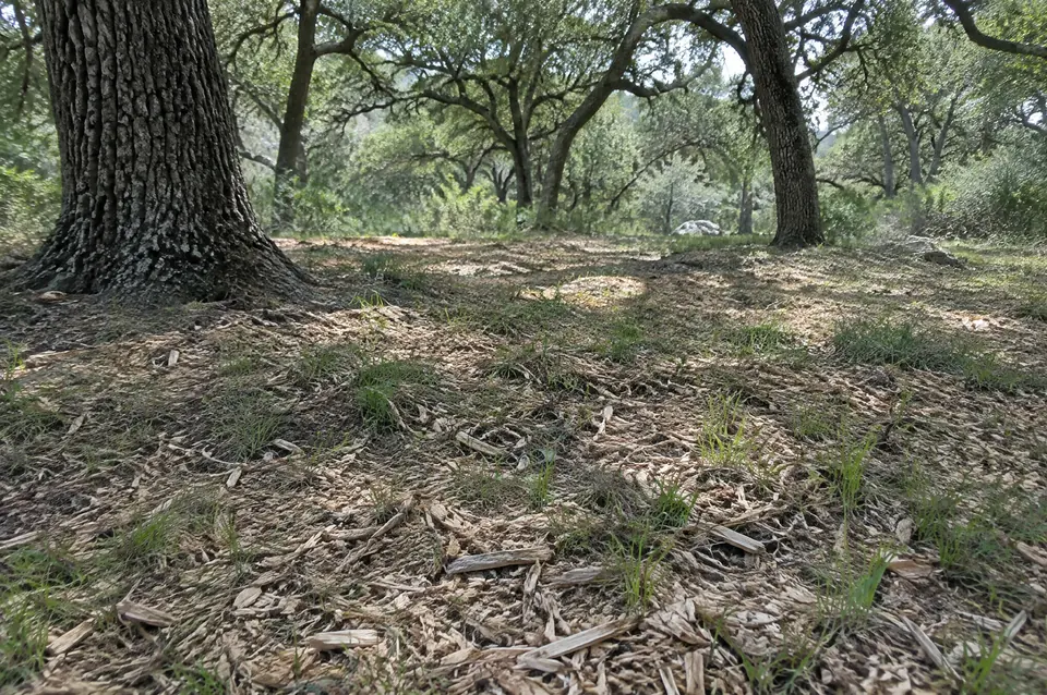 Land clearing athens TX: fine forestry mulch under live oaks with grass coming through