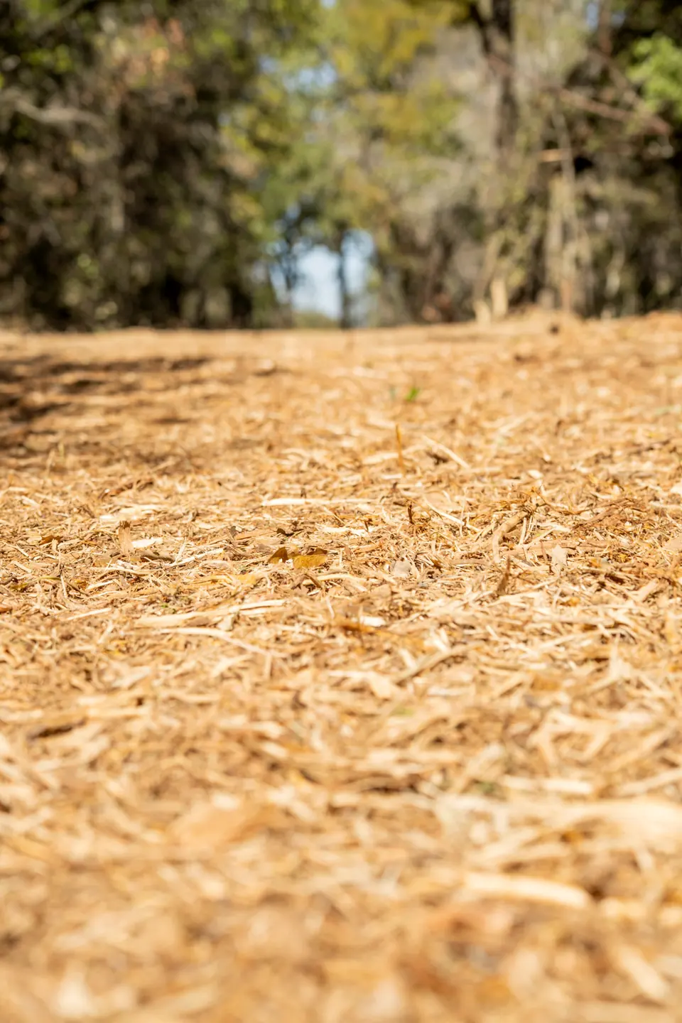 Cedar mulching: fine mulch finish left by 9 Arrow forestry mulching