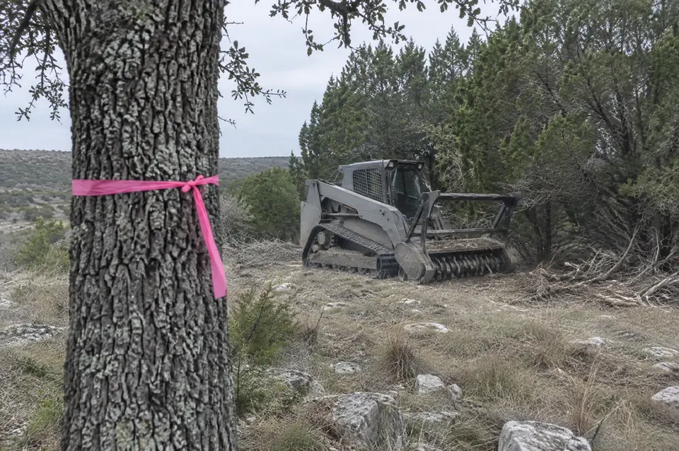 Forestry mulching tyler TX: flagging tape on a keeper live oak with a forestry mulcher waiting at the cedar
