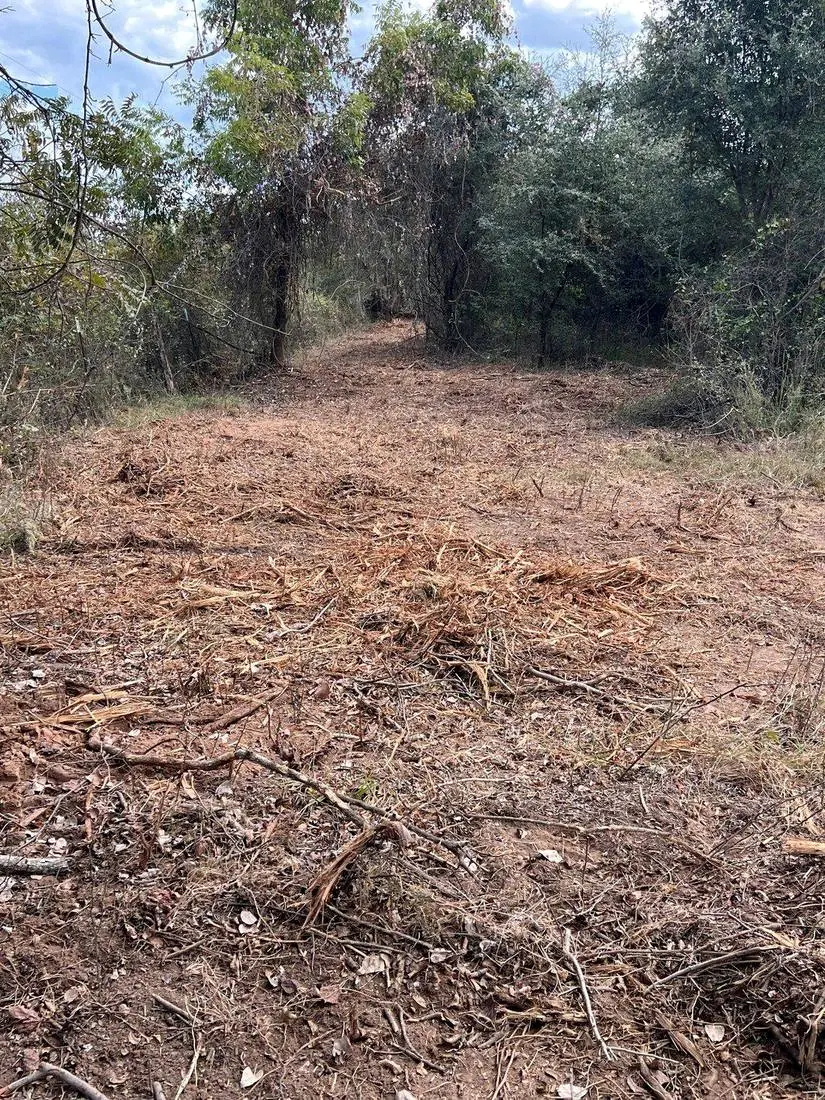 Brushy trail before 9 Arrow forestry mulching