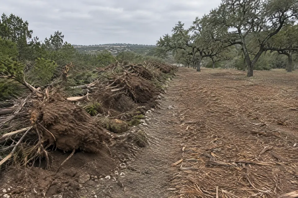 Forestry mulching vs bulldozing: bulldozed windrow of uprooted cedar beside forestry-mulched ground with live oaks