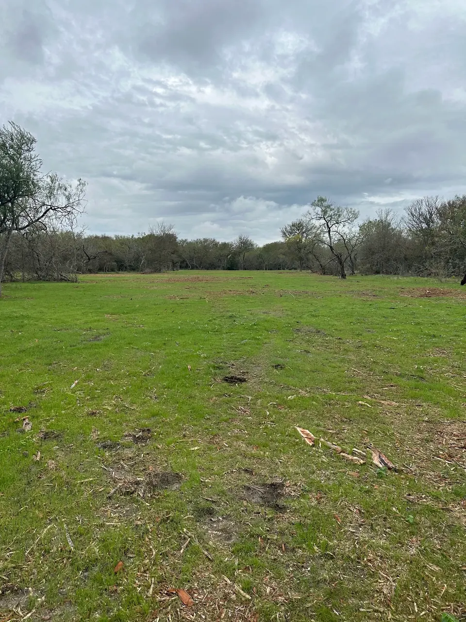 Green grass coming back on a mulched pasture