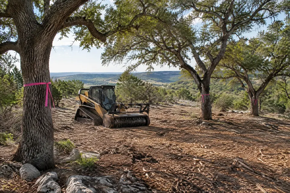 Site preparation: home site cleared around flagged live oaks with mulch underfoot