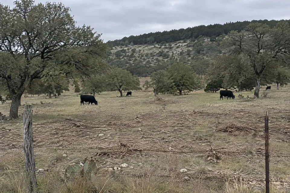 Land clearing in pittsburg, TX: cattle grazing a ranch pasture opened from cedar, with live oaks and a wire fence