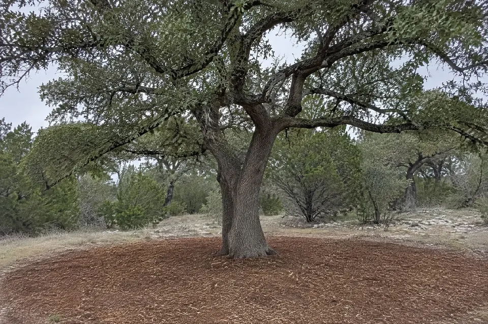 Land clearing in tyler, TX and smith county: live oak standing in a freshly mulched clearing