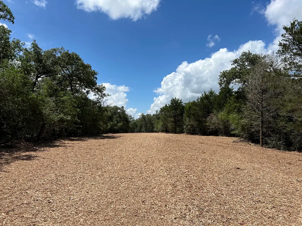 Large clearing with a fine mulch finish and trees kept at the edges