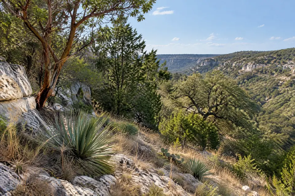 Limestone outcrop, sotol and madrone on a dry hillside in north Bexar County