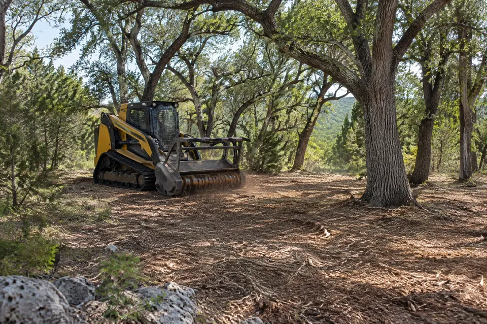 Brush removal: live oak woodland with the brushy understory cleared to a mulched floor