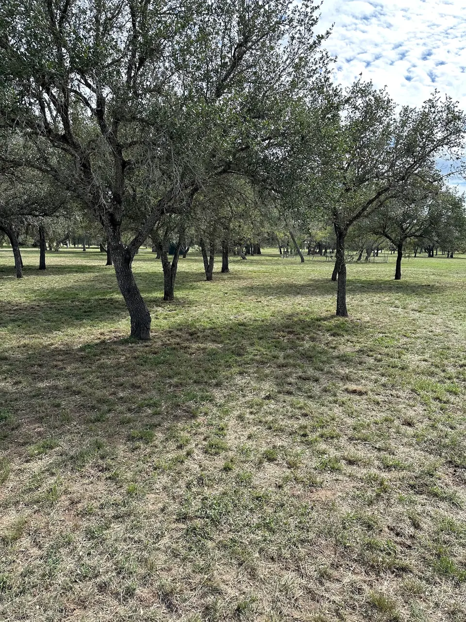 Mowed ground between oak trees