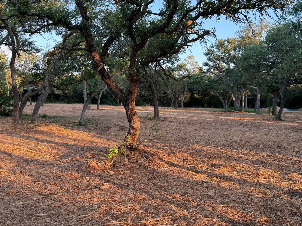 Mulched clearing around a live oak on a Spring Branch ranch
