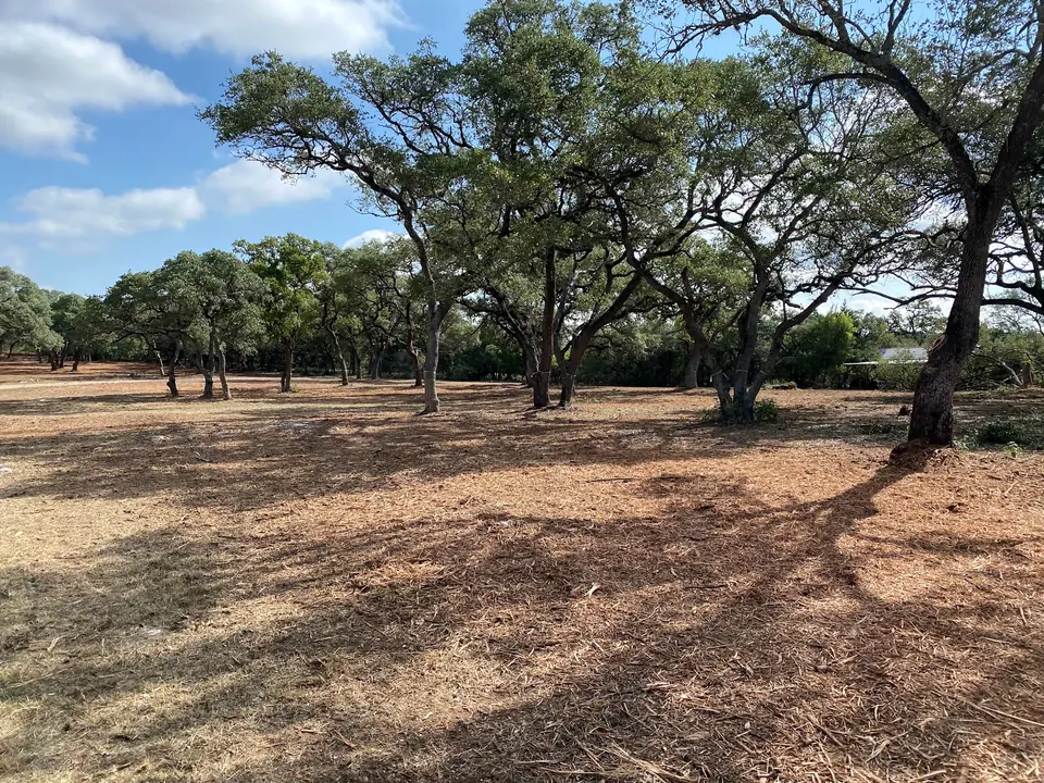 Mulched ground under live oaks after selective clearing