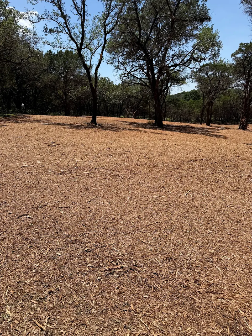Mulched ground under the trees at Christ Our King after clearing