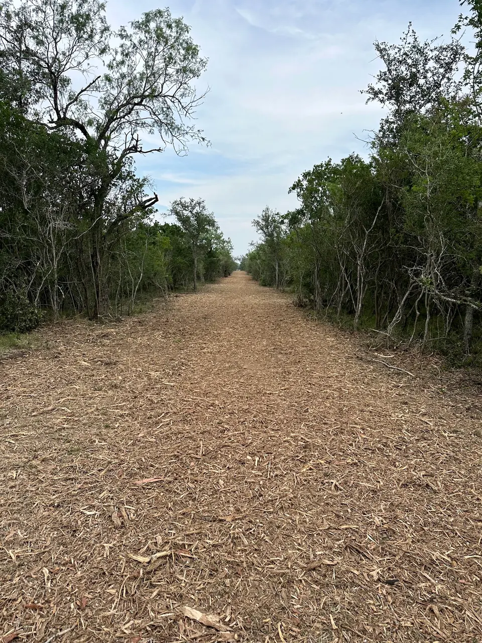 Mulched survey line between walls of brush