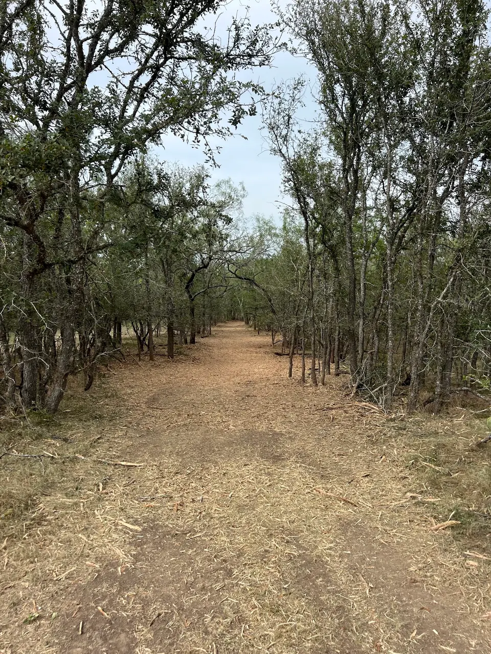 Narrow survey line cleared through the trees