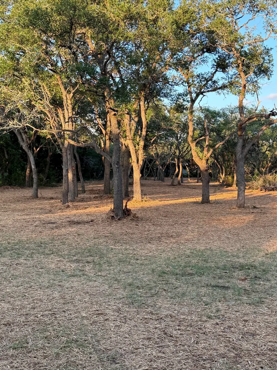 Oak grove cleared to the trunks with mulch over the ground