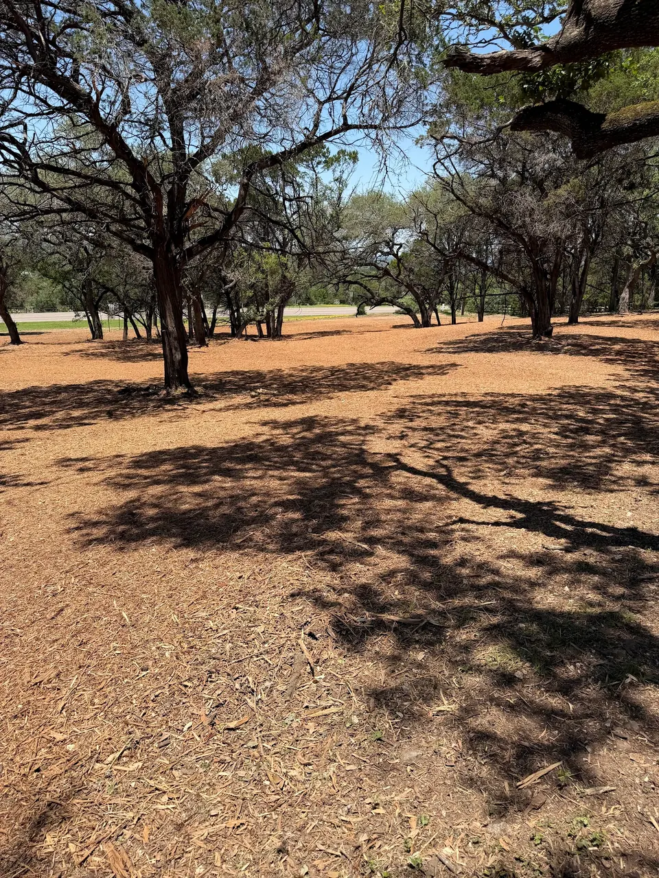 Open, mulched ground between the trees at Christ Our King
