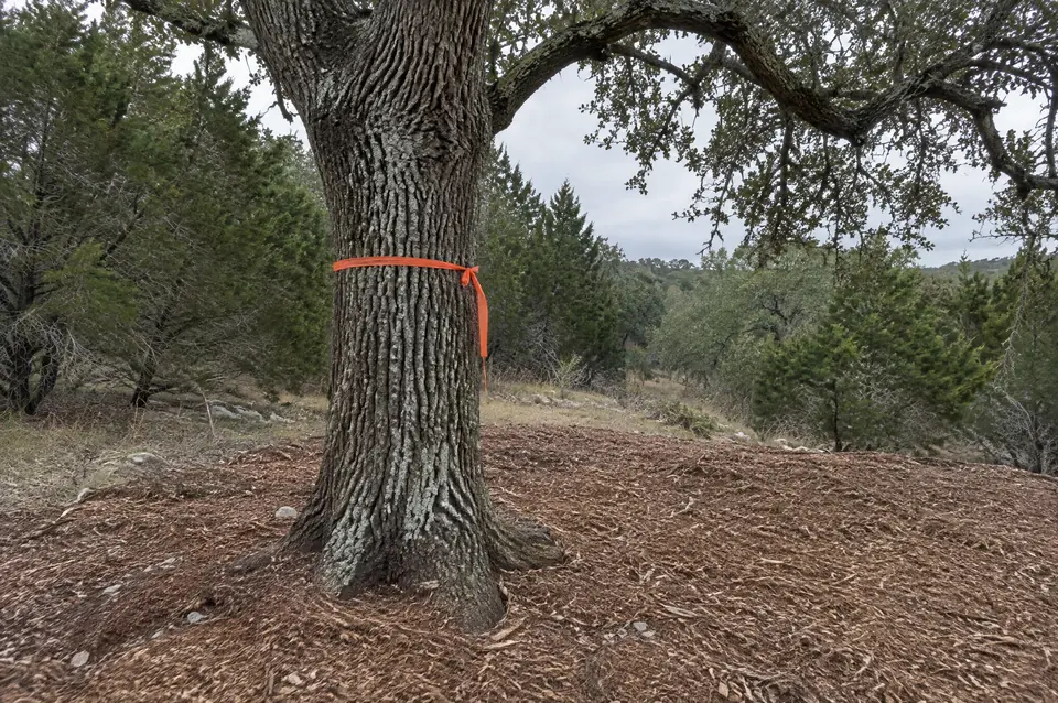 Land clearing permit Texas: orange flagging around a live oak kept at the edge of a mulched clearing