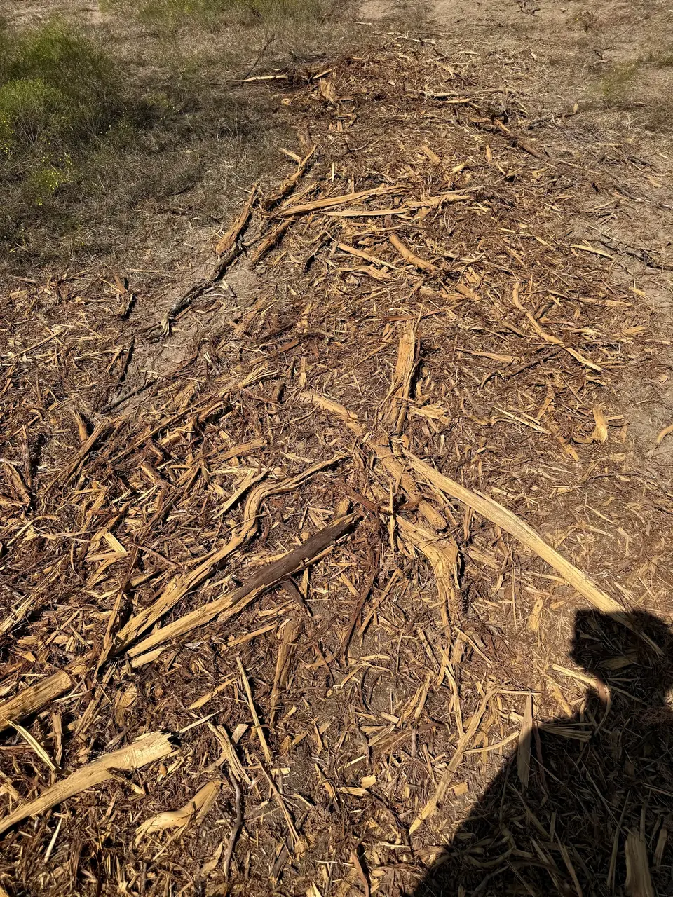 Rough, stick-strewn ground at Brazos Point before the finish repair