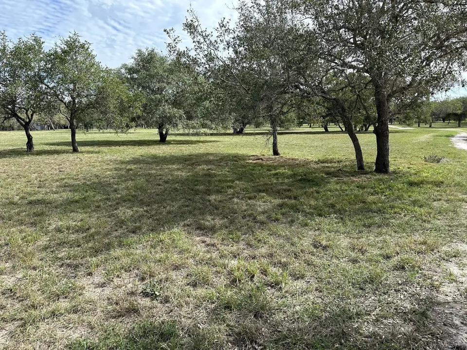 Shredded grass under live oaks