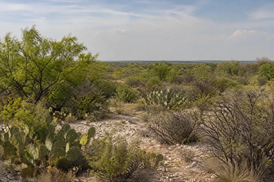 South Texas brush country south of San Antonio with mesquite and prickly pear
