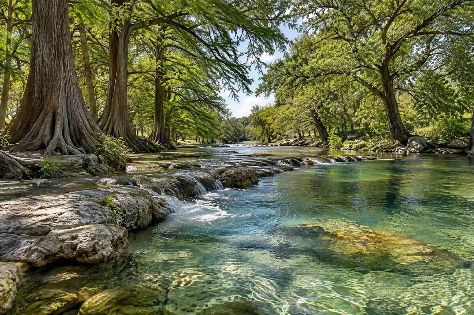 Spring-fed river under bald cypress with limestone riffles near New Braunfels
