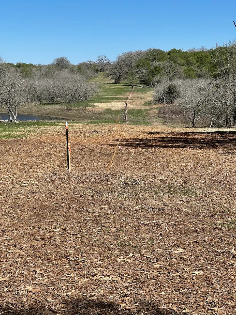 Survey stakes marking the line before clearing