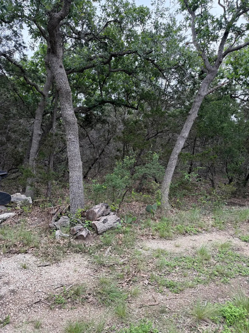 Thick understory and downed wood between oak trunks before clearing