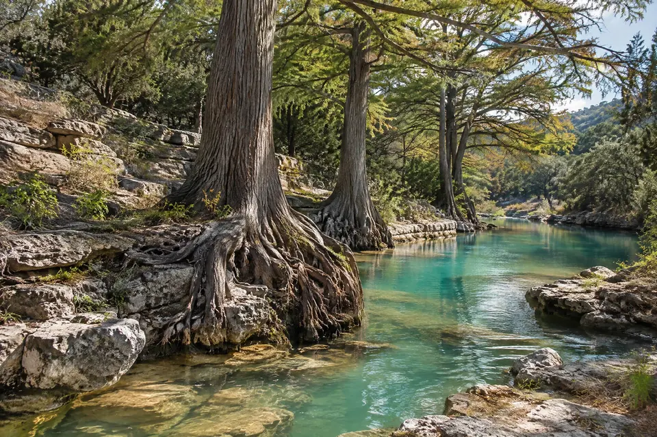 Turquoise creek under towering bald cypress on limestone ledges in the Wimberley Valley