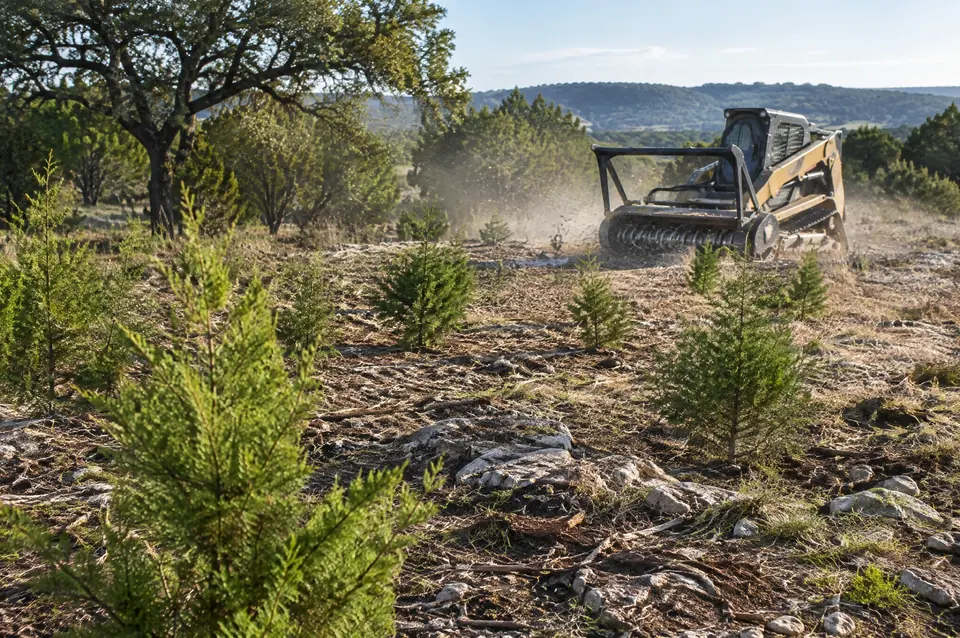 Juniper removal: young cedar seedlings coming up in a cleared pasture, track mulcher behind